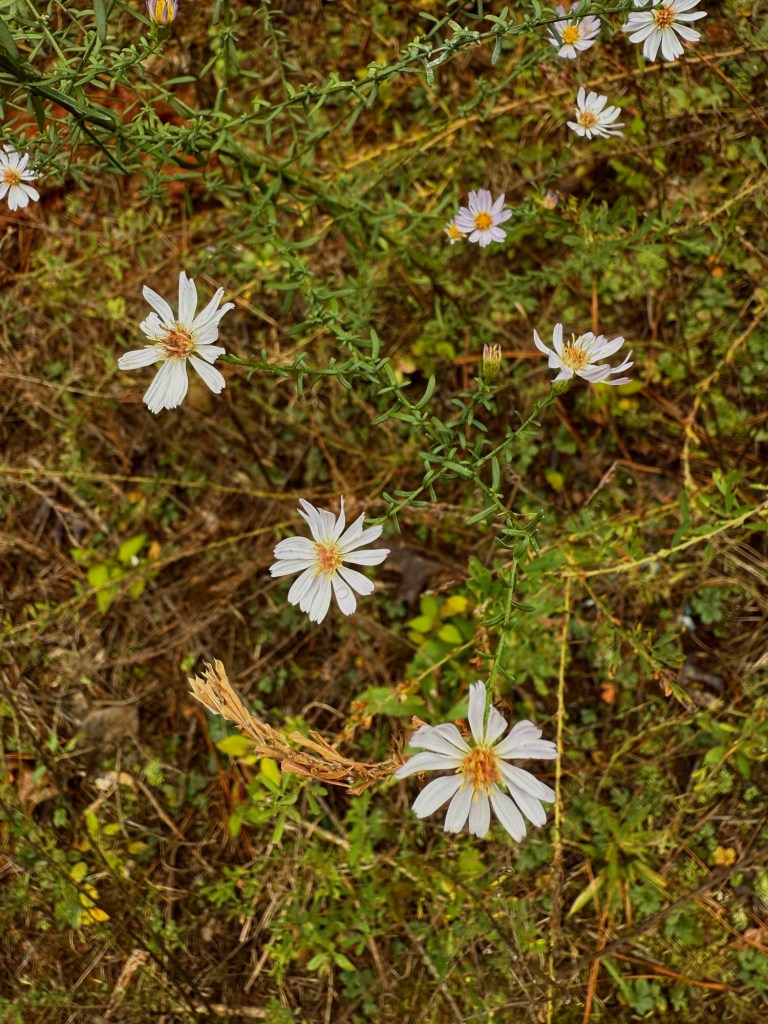 White flowers blooming on the ground