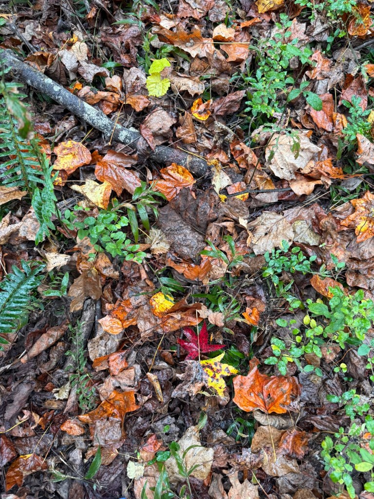 Wet fall leaves on forest floor