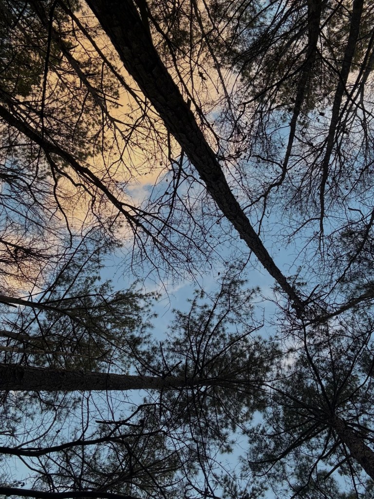 Winter trees in the evening
